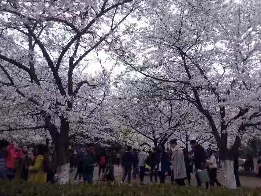 潤東方總部領(lǐng)導(dǎo)相約盛秦風(fēng)，相約武大櫻花4